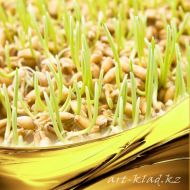 Иллюстрация Масло Зародышей пшеницы, нерафинированное
